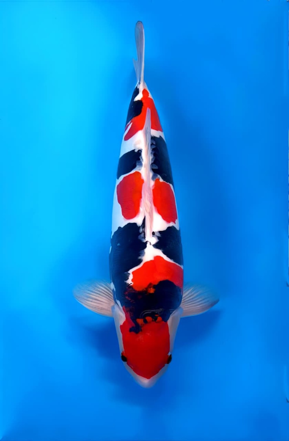 Best In Size C 51 - 55 cm