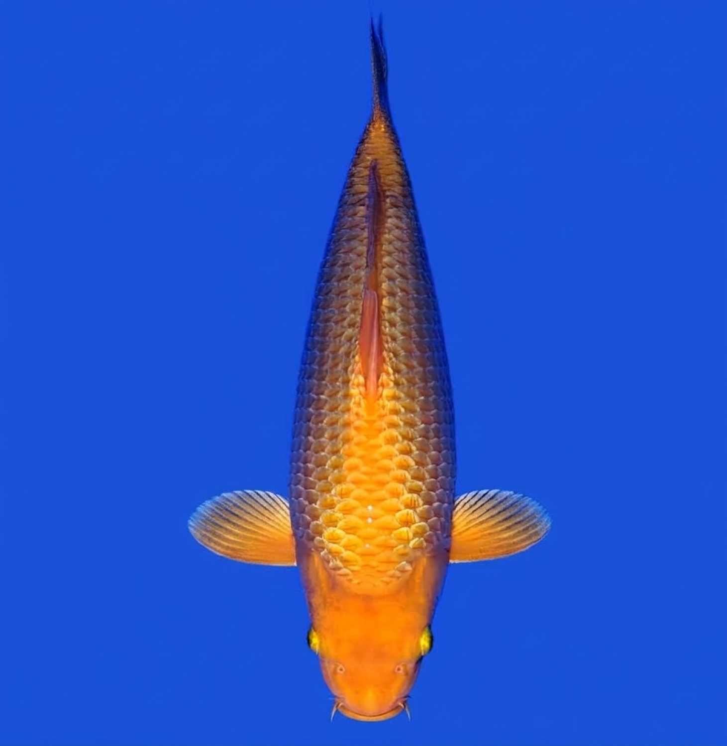 Juara 2