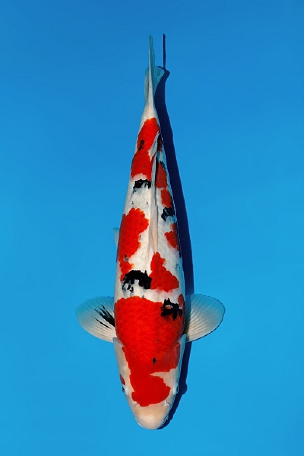 Juara 5
