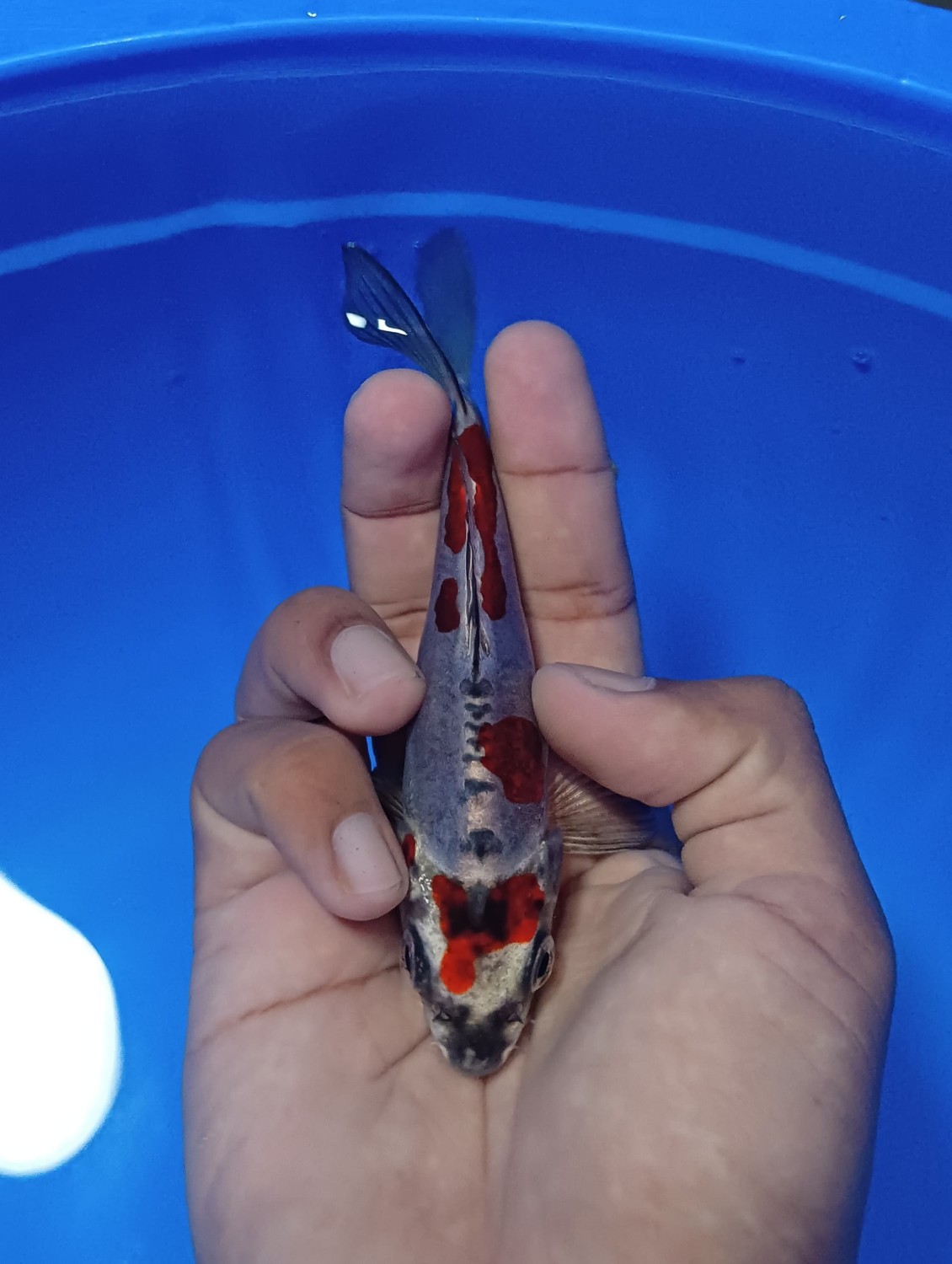 Juara 1