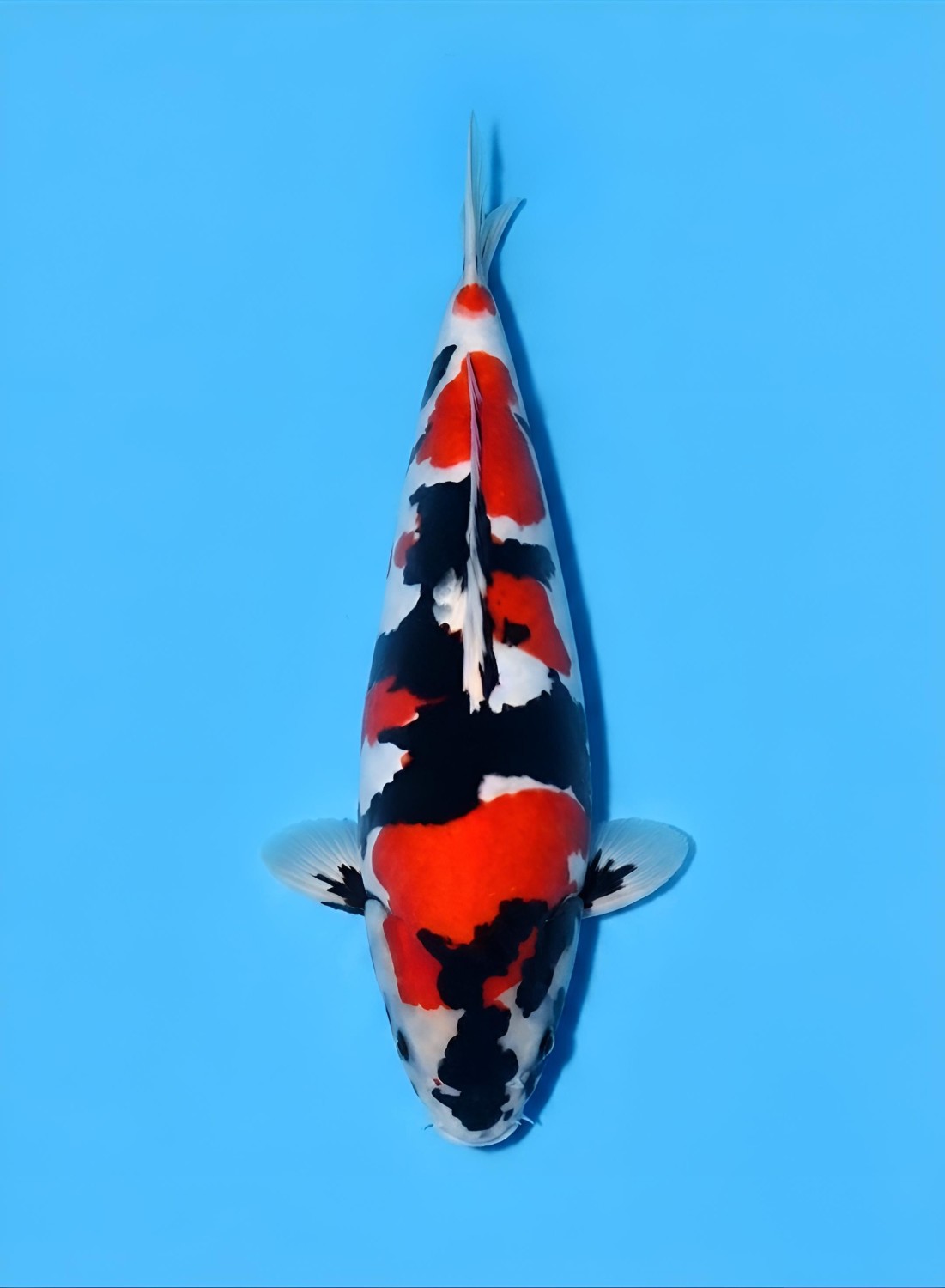 Juara 1