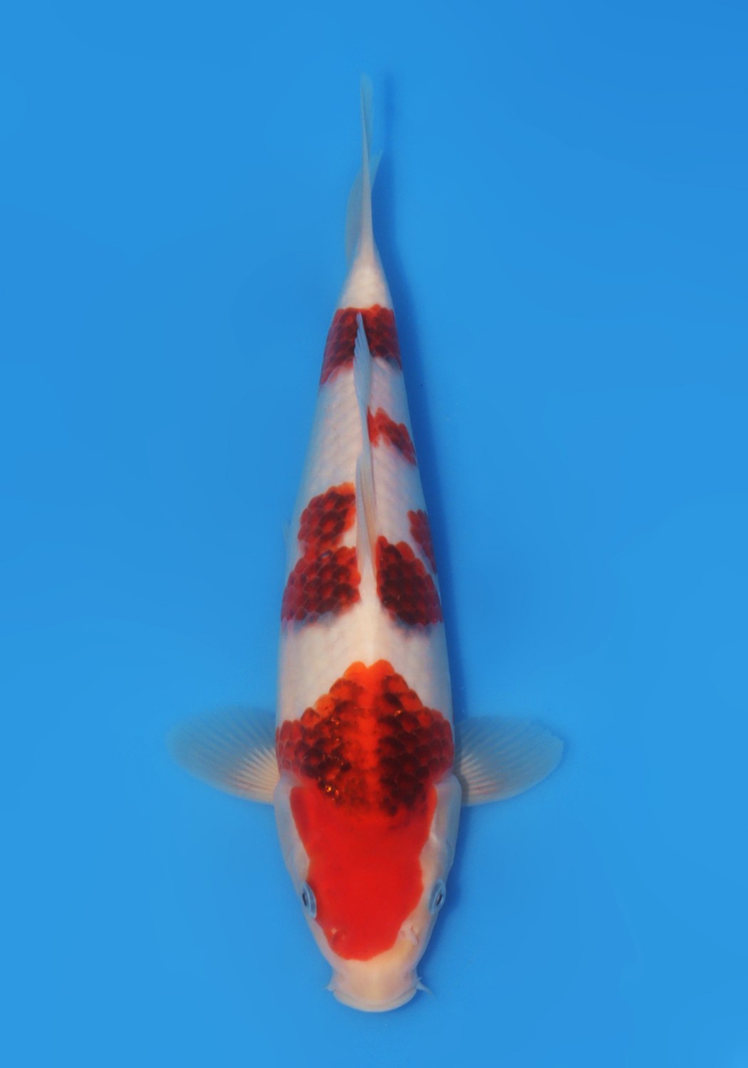 Juara 1