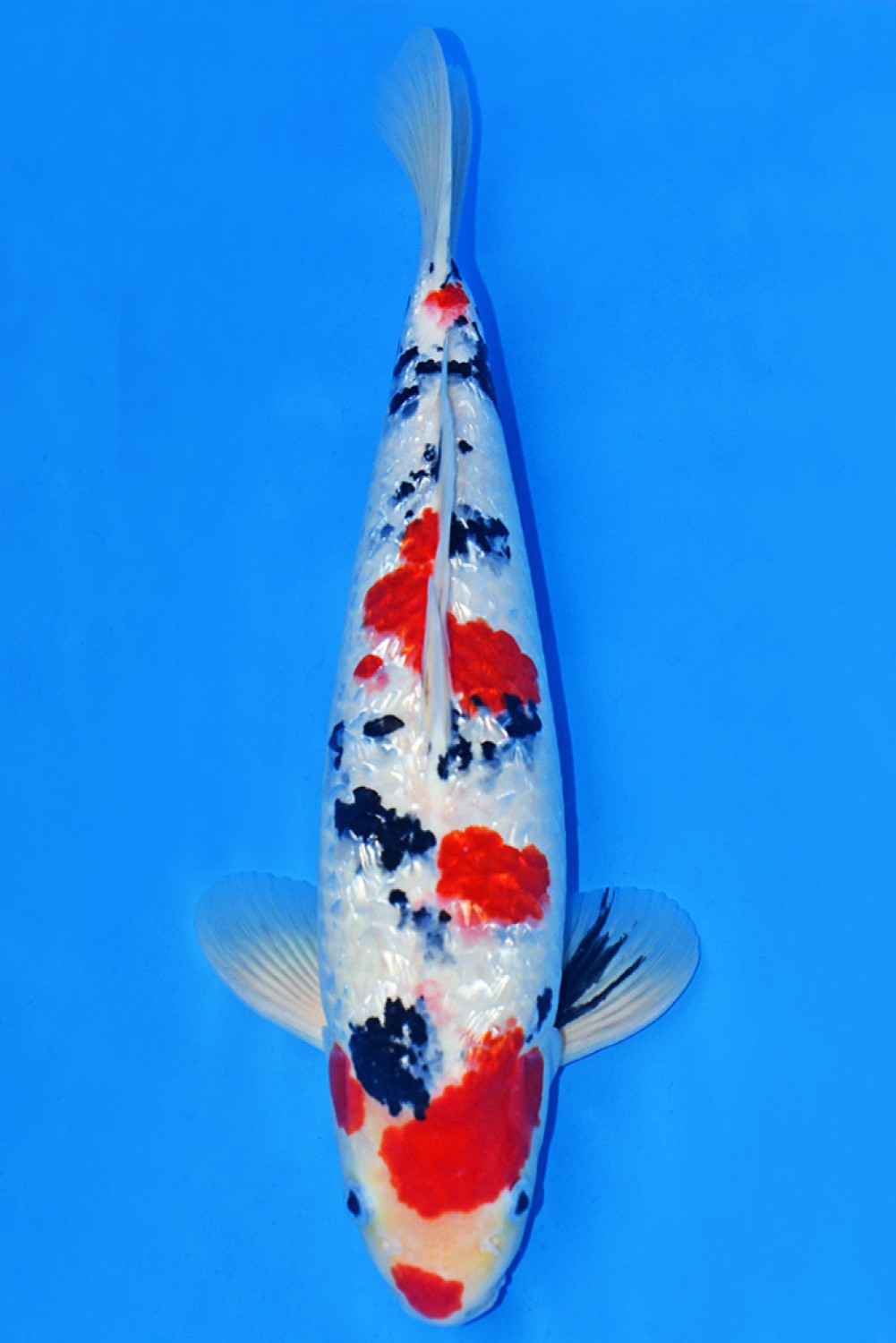 Juara 1