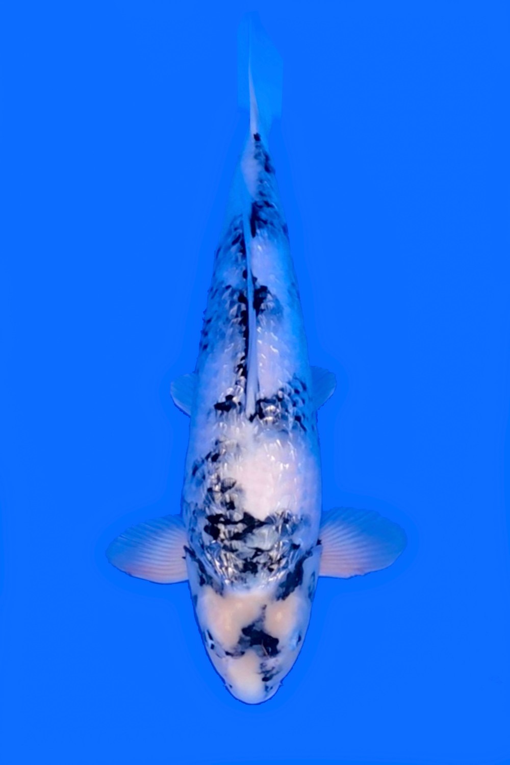 Best In Size F 51 - 55 cm