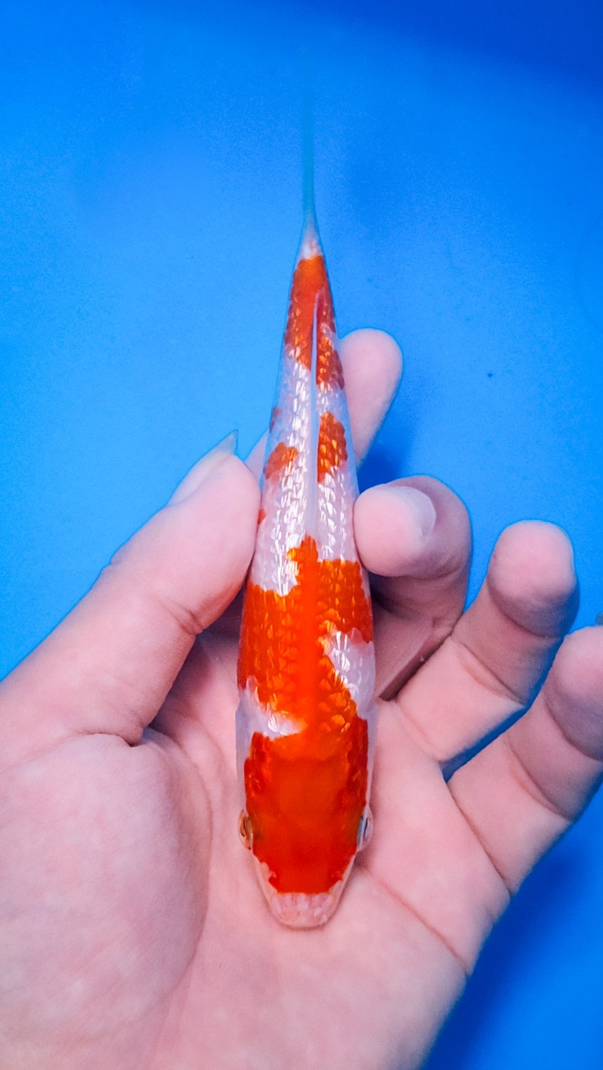 Juara 3