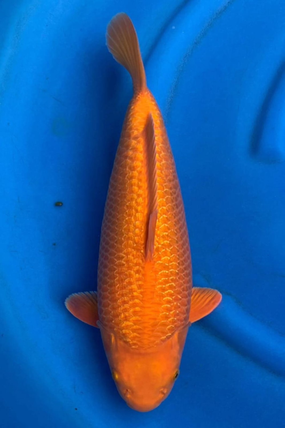 Best In Size E 41 - 45 cm