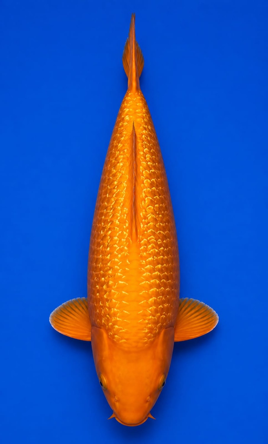 Best In Size E 51 - 55 cm