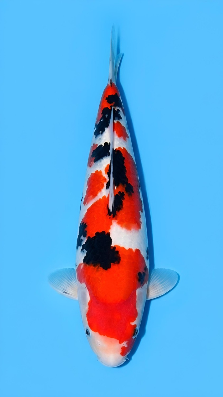 Juara 5