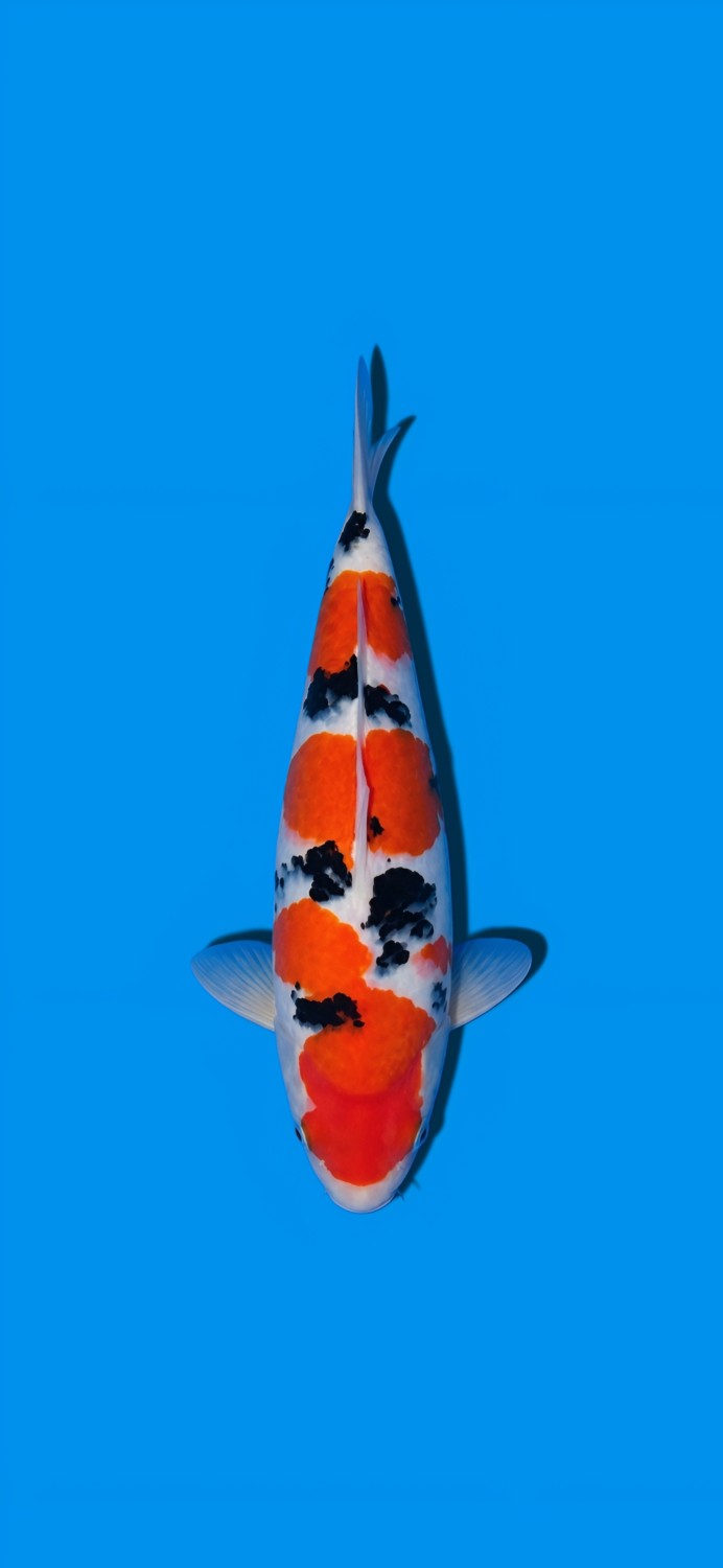 Best In Size A 21 - 25 cm