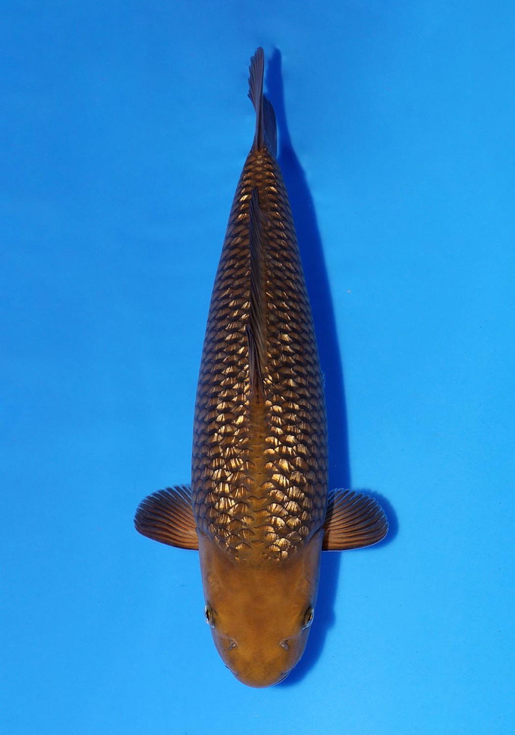 Juara 1