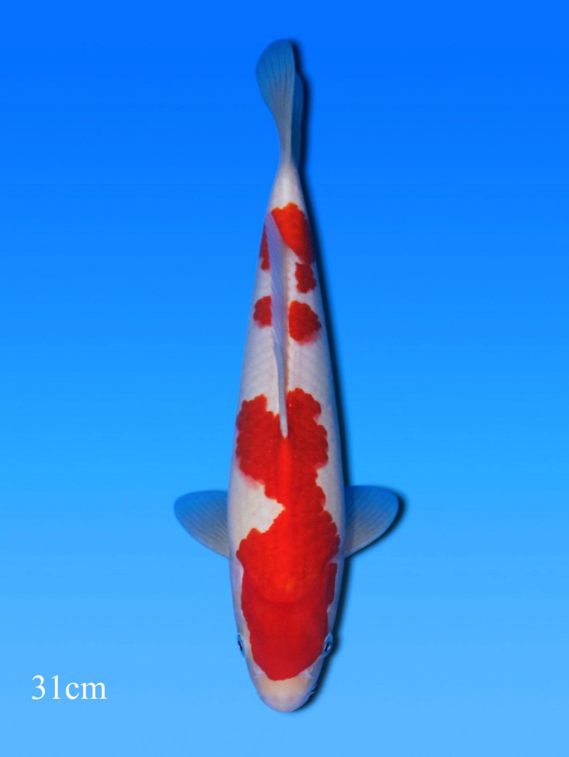 Juara 4