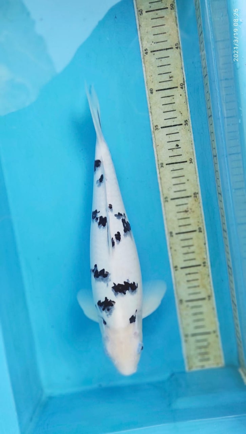 Best In Size D 36 - 40 cm