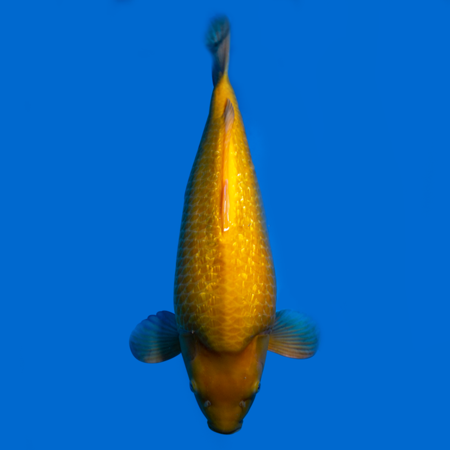 Juara 1