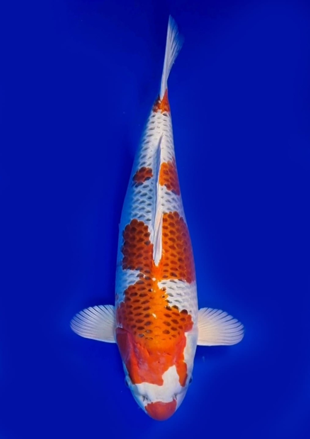 Juara 1