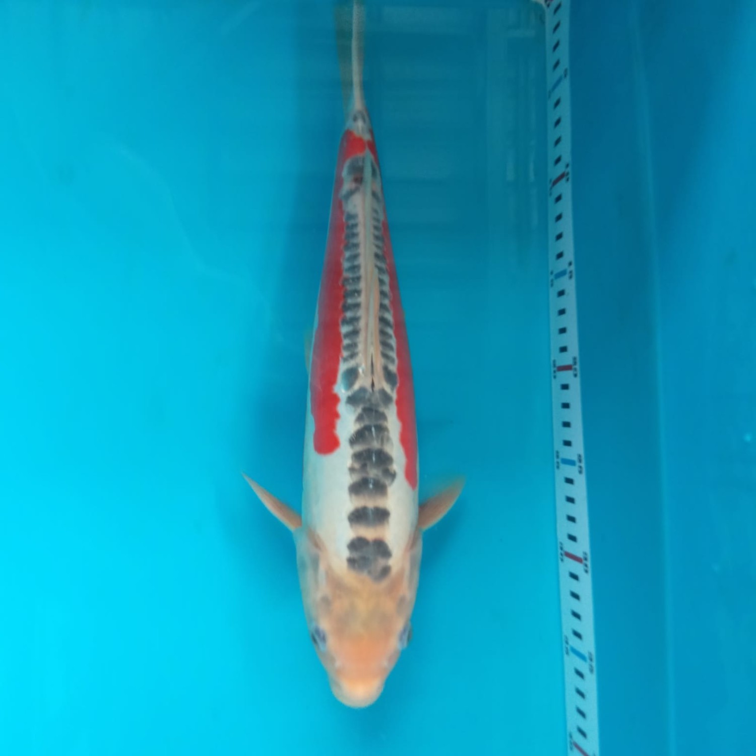 Juara 1