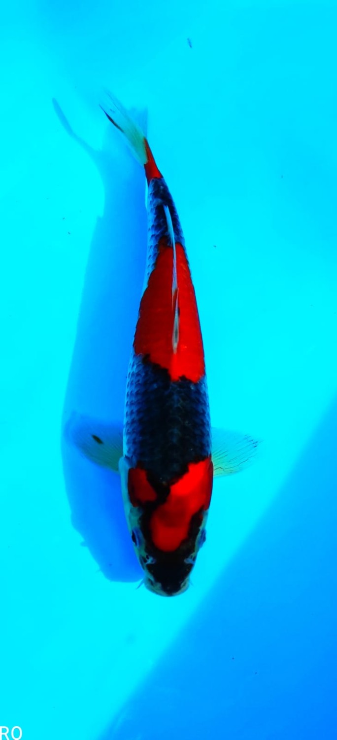 Juara 4