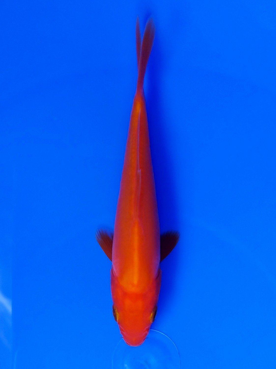 Juara 1