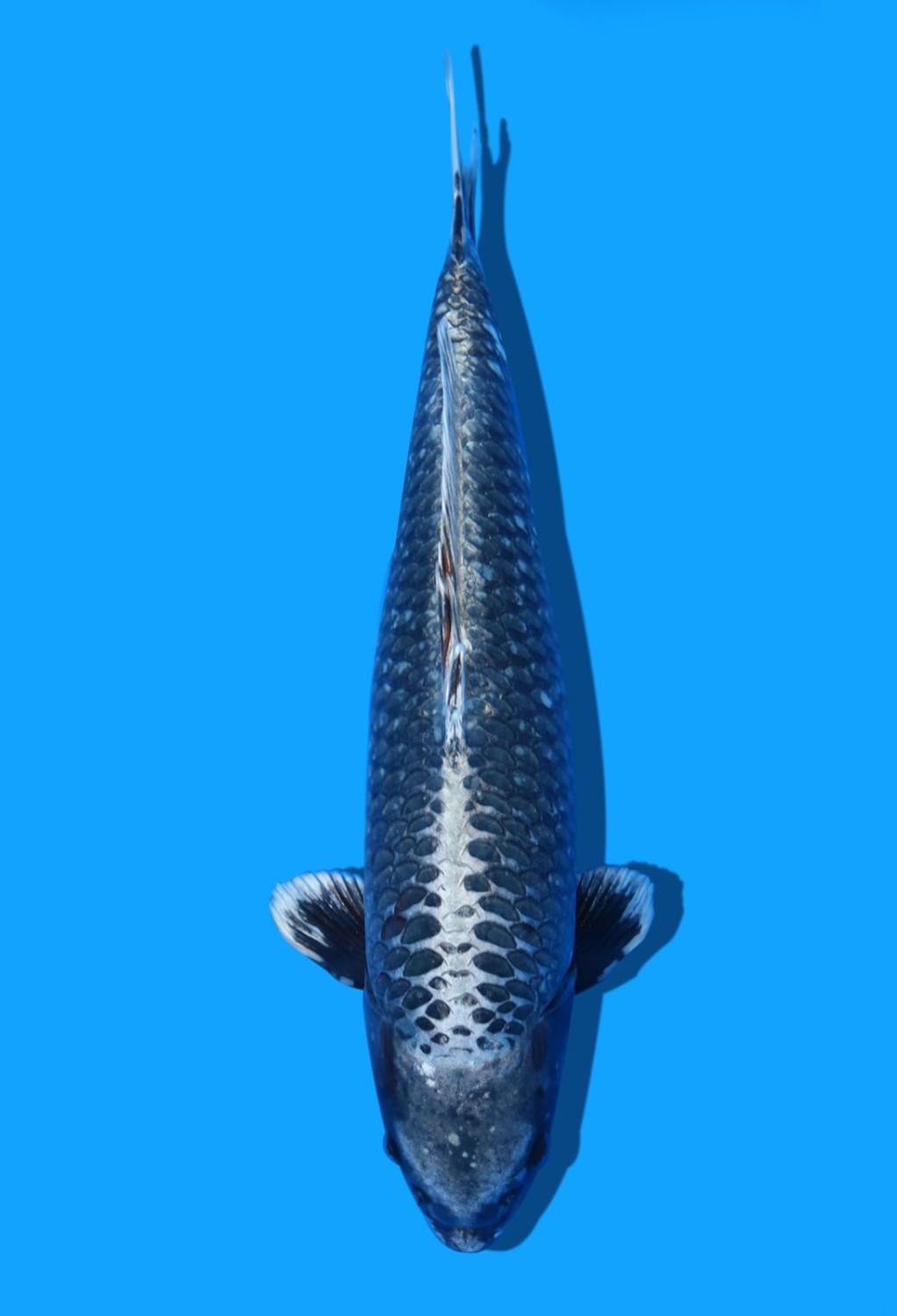 Juara 1