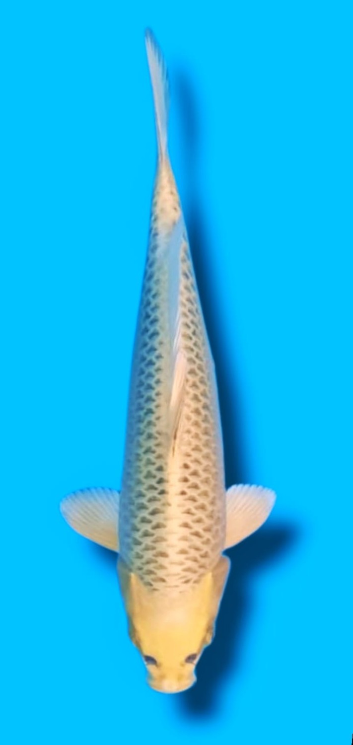 Best In Size E 31 - 35 cm