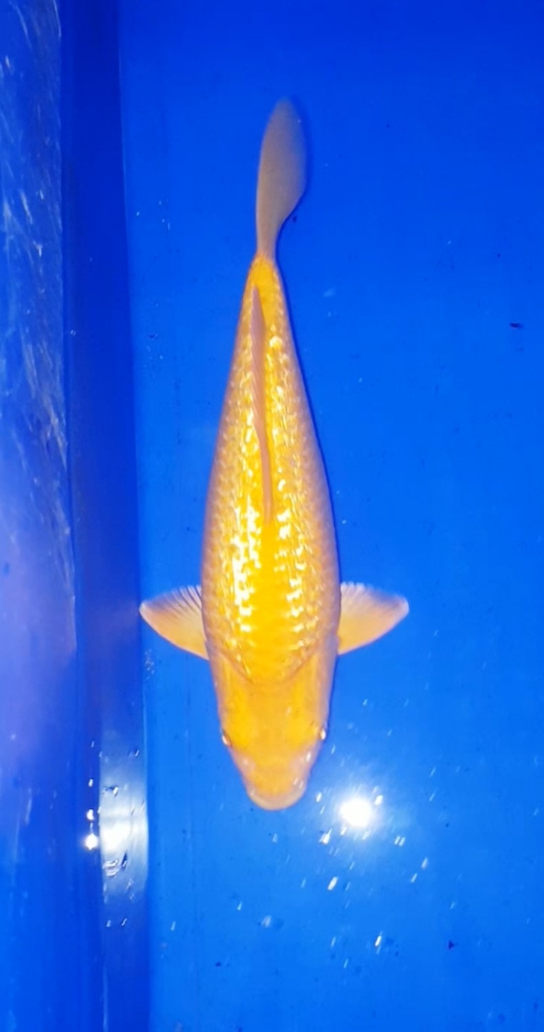 Juara 3