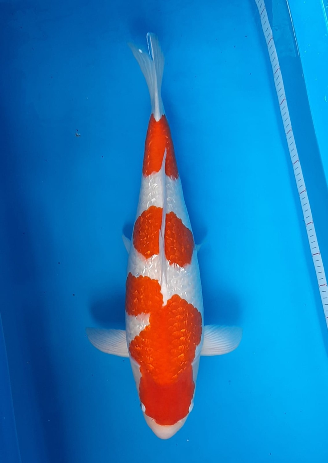 Best In Size B 56 - 60 cm