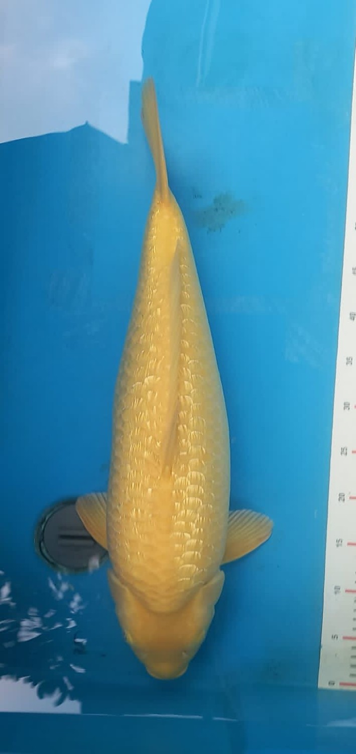 Best In Size E 56 - 60 cm