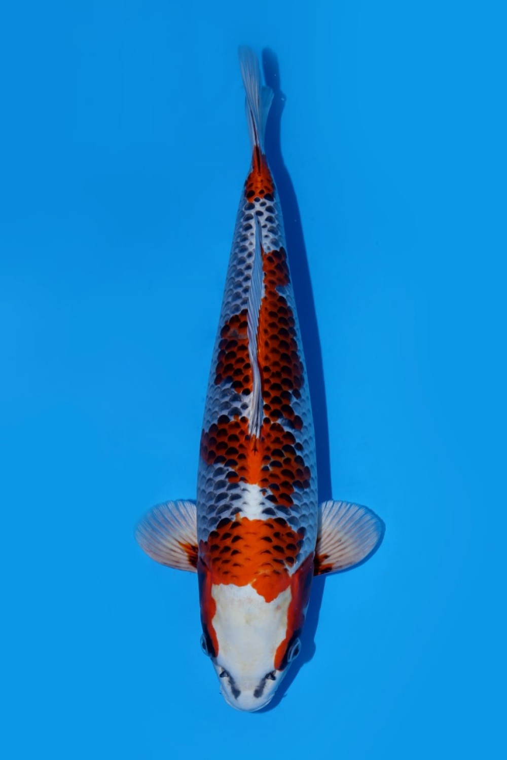 Juara 2