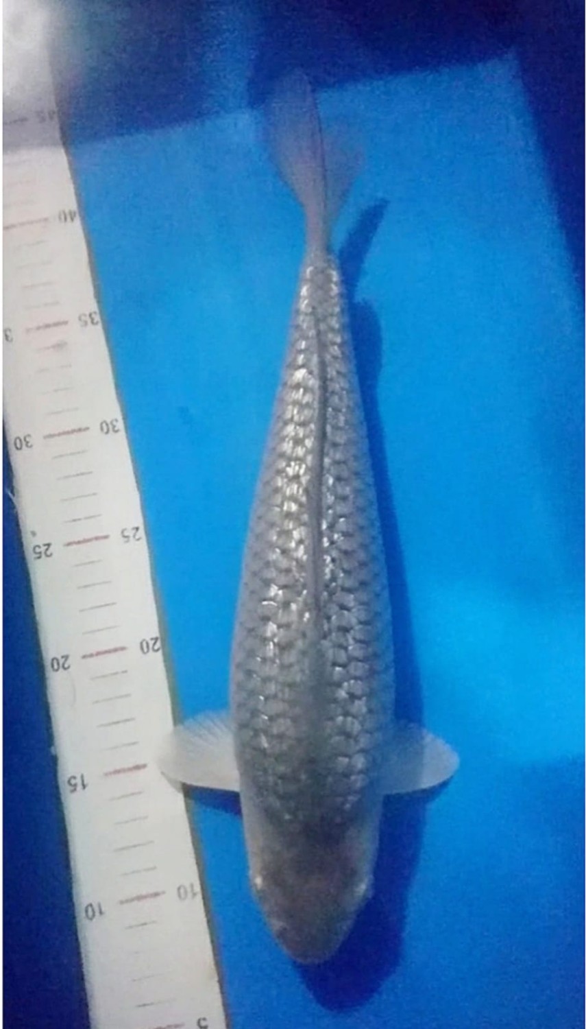 Best In Size E 41 - 45 cm