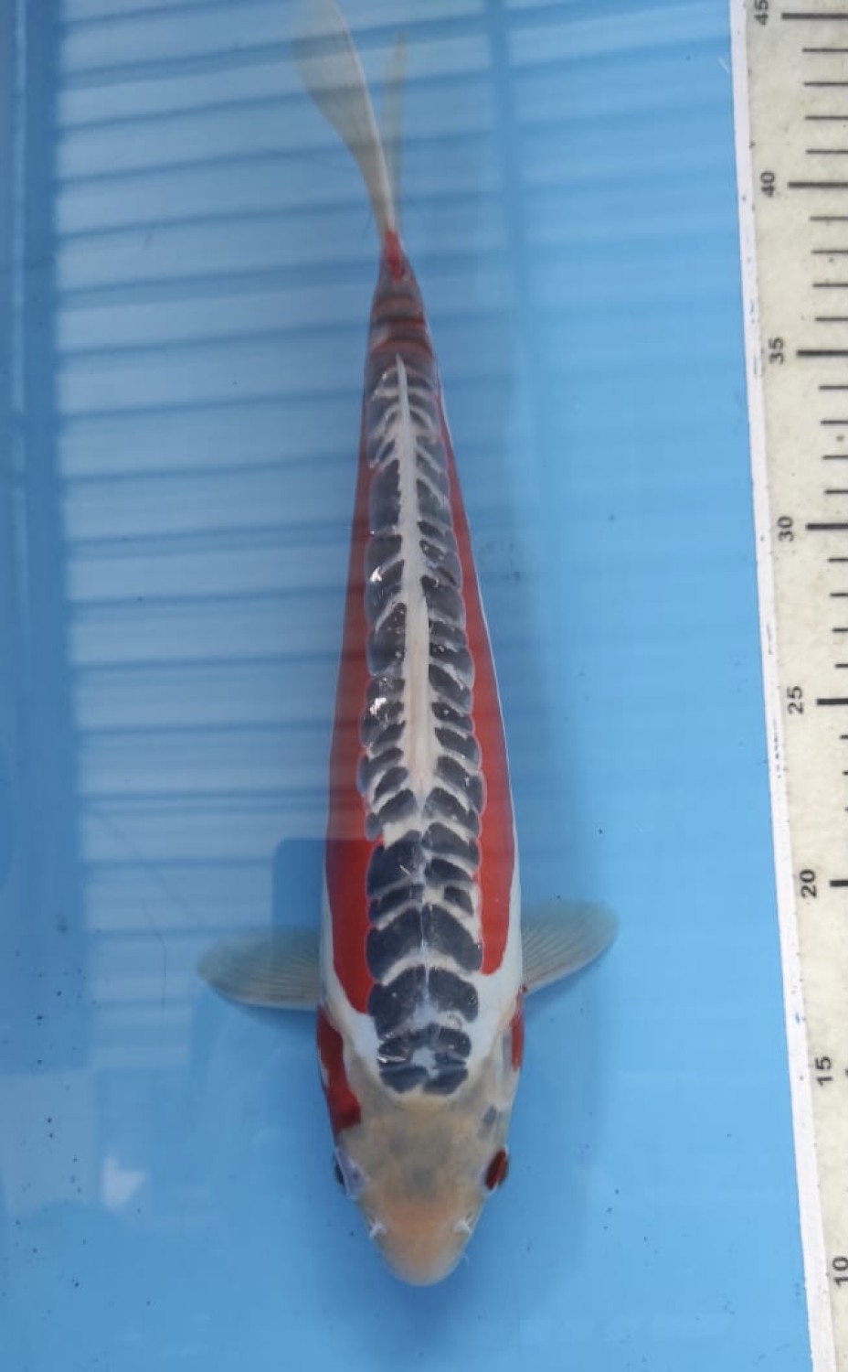 Best In Size D 26 - 30 cm