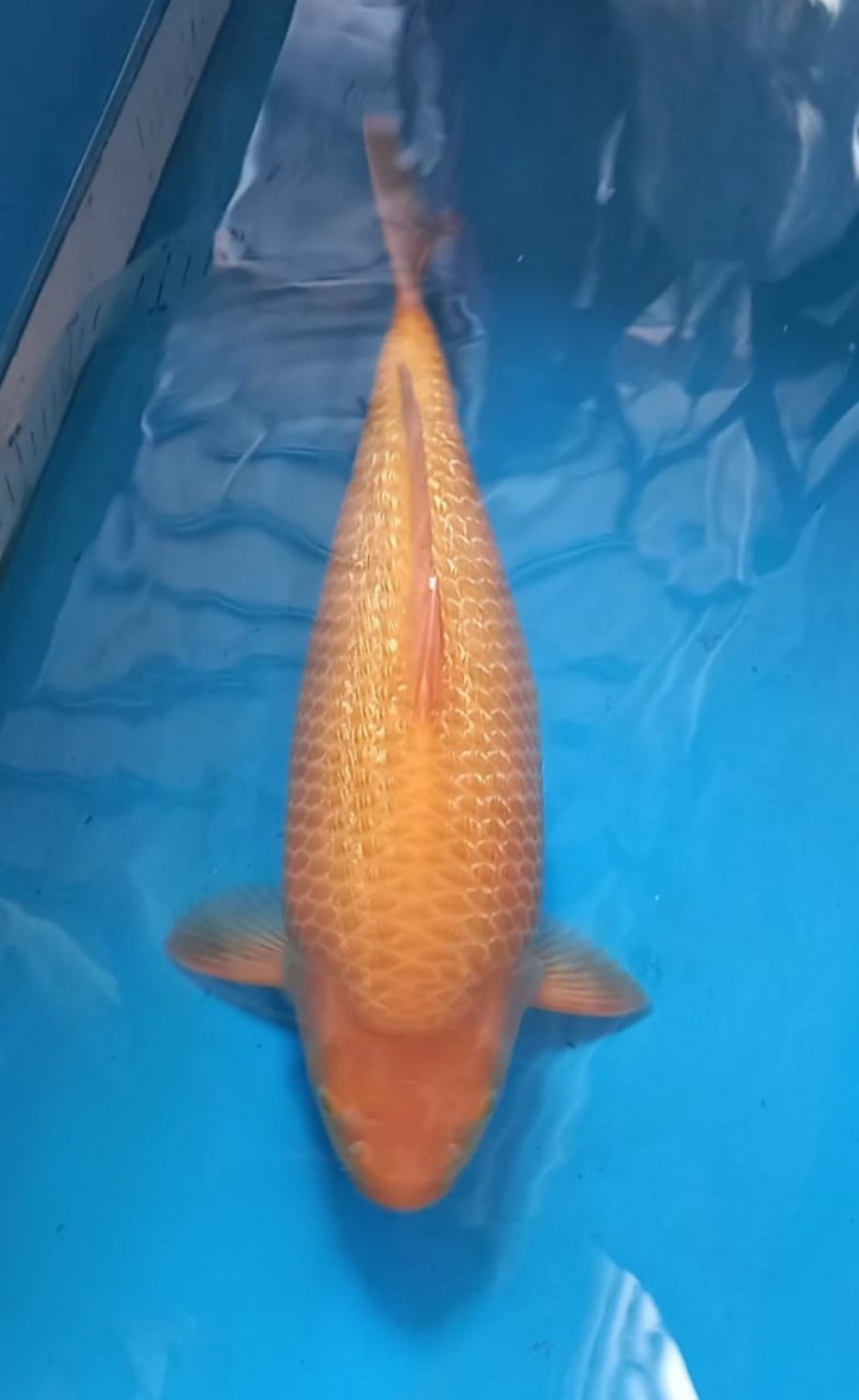 Juara 1