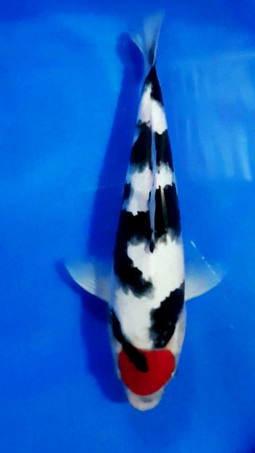 Best In Size C 26 - 30 cm