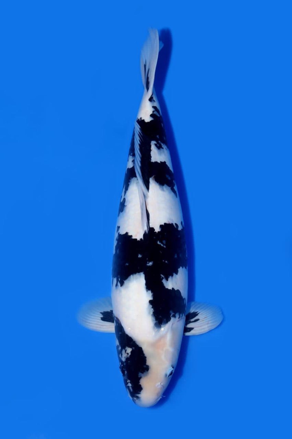 Juara 1