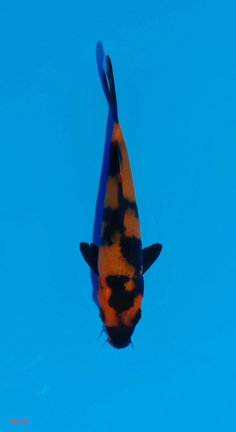 Juara 1