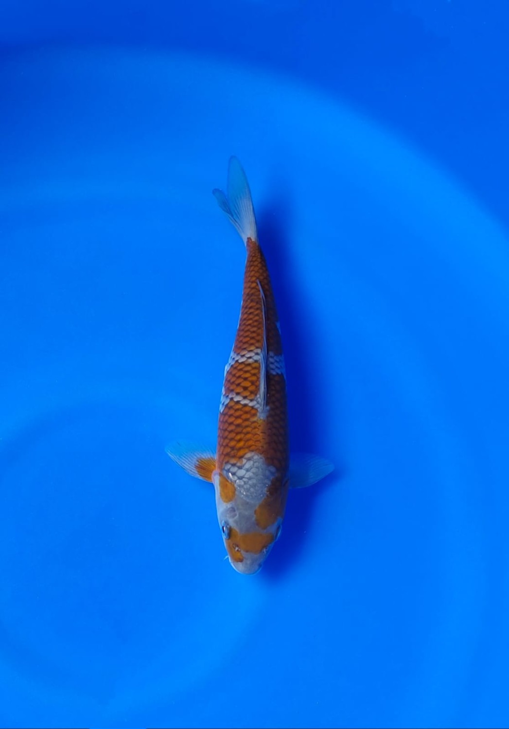 Juara 5