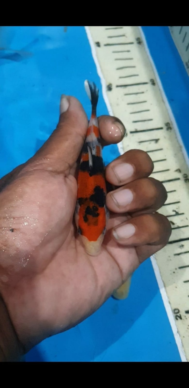 Juara 1