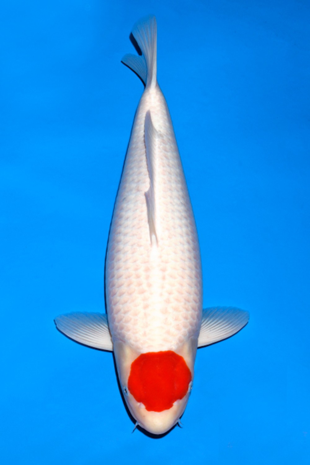 Juara 1