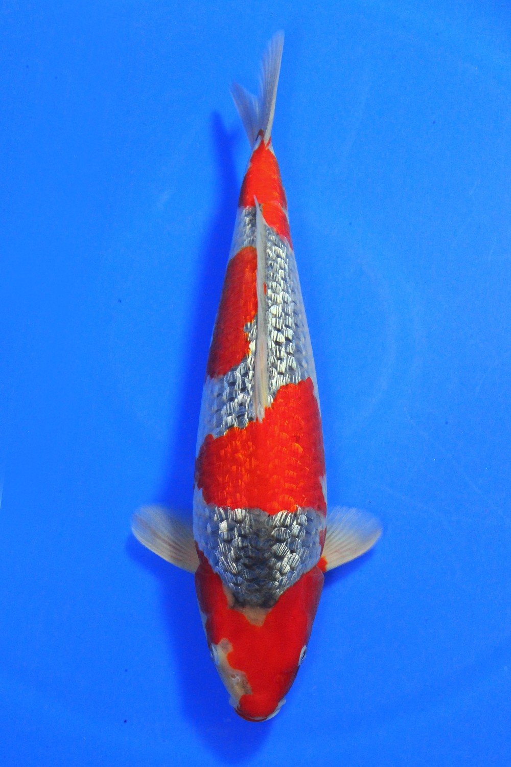 Best In Size C 46 - 50 cm