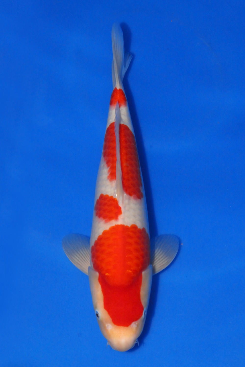 Juara 1