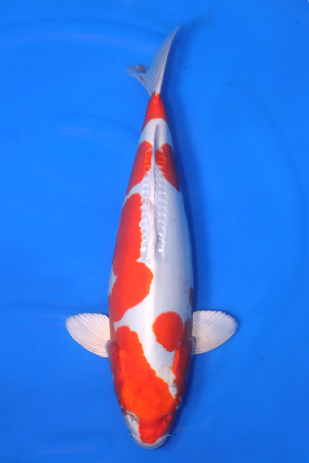 Juara 2