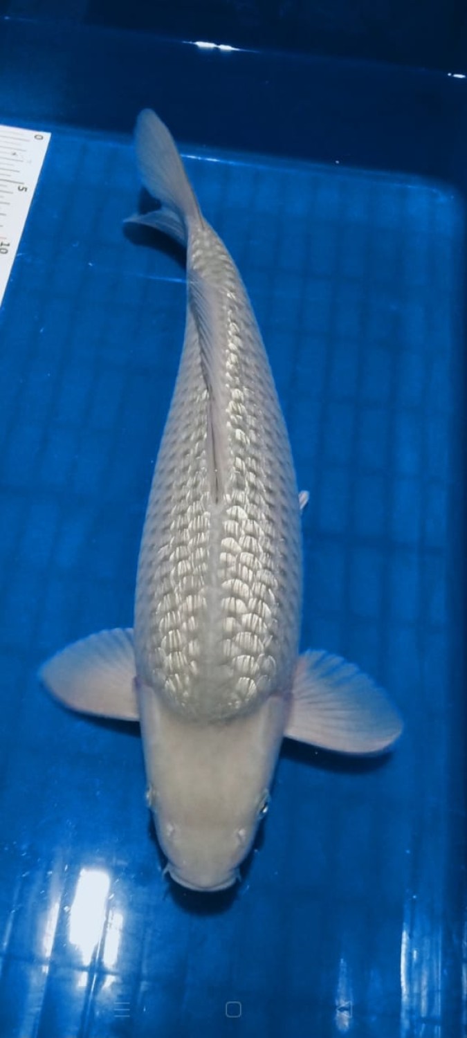 Juara 2