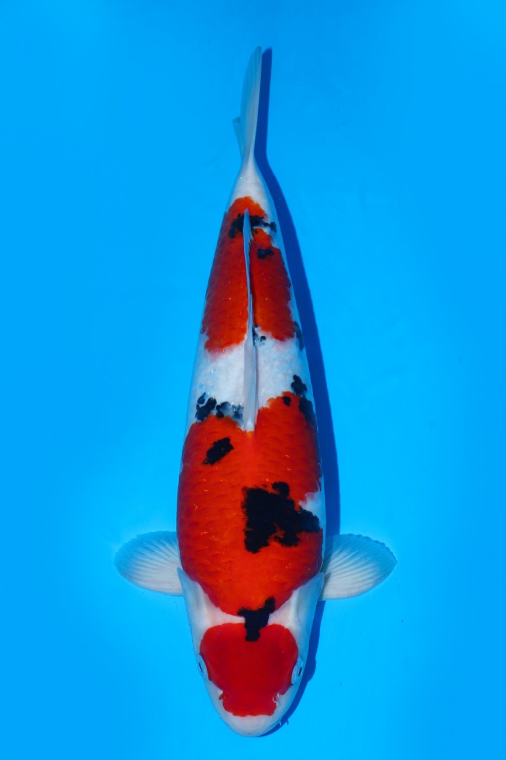 Juara 3