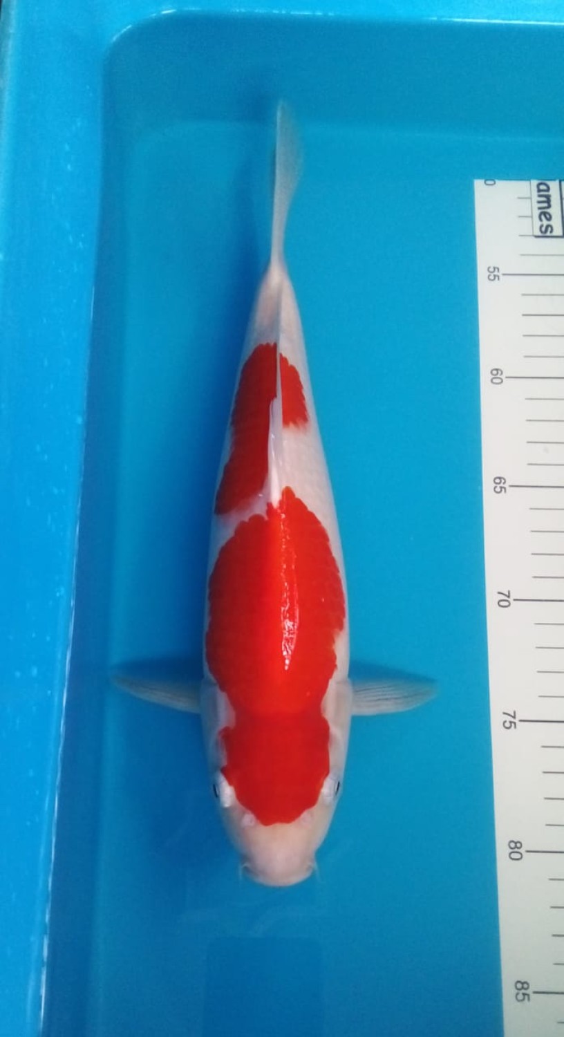 Juara 3
