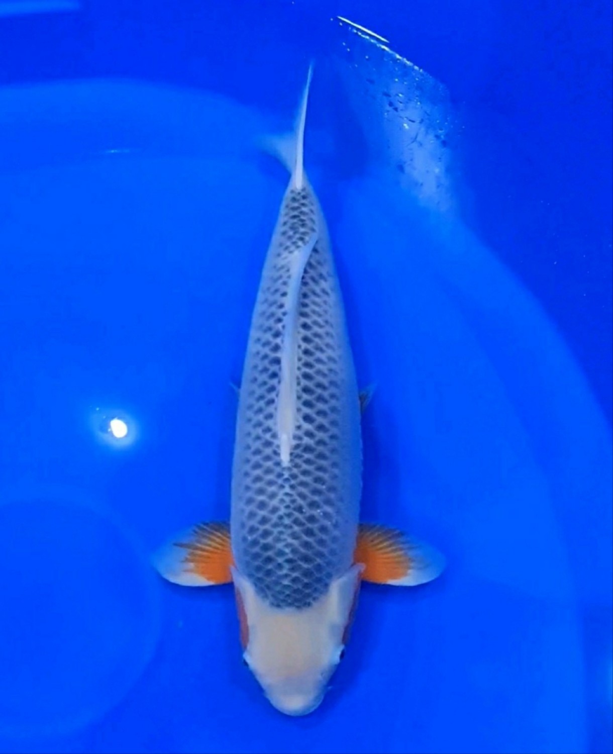 Juara 3