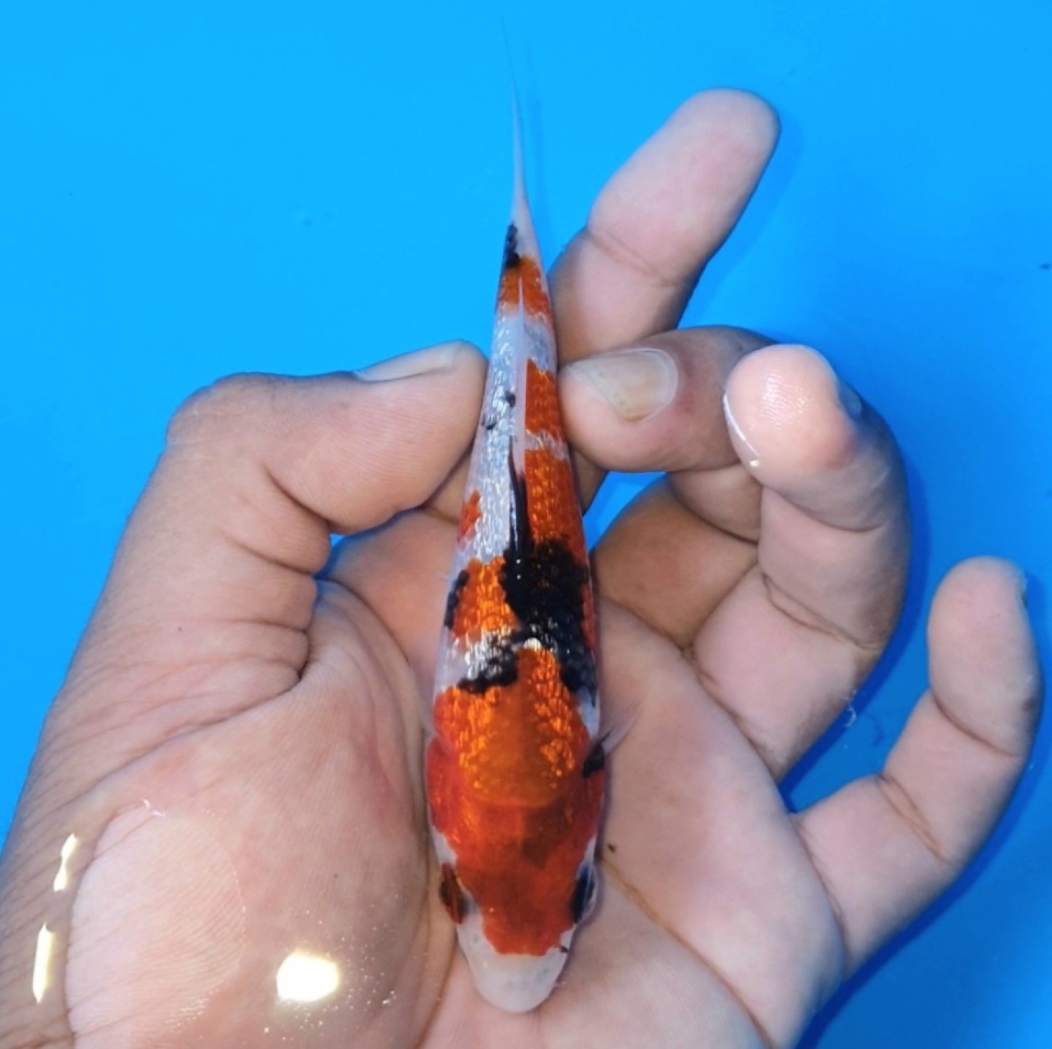 Juara 5