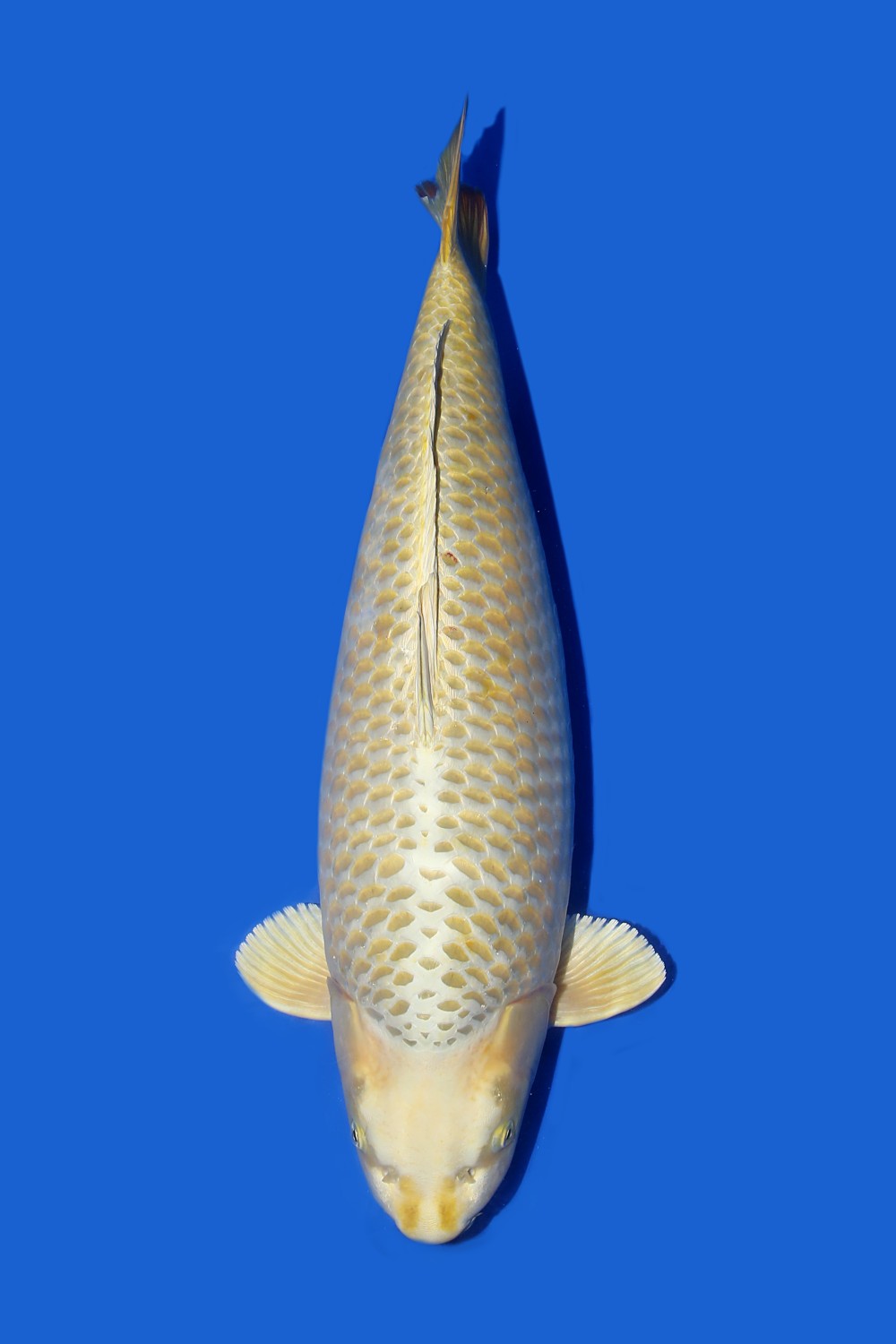 Juara 2