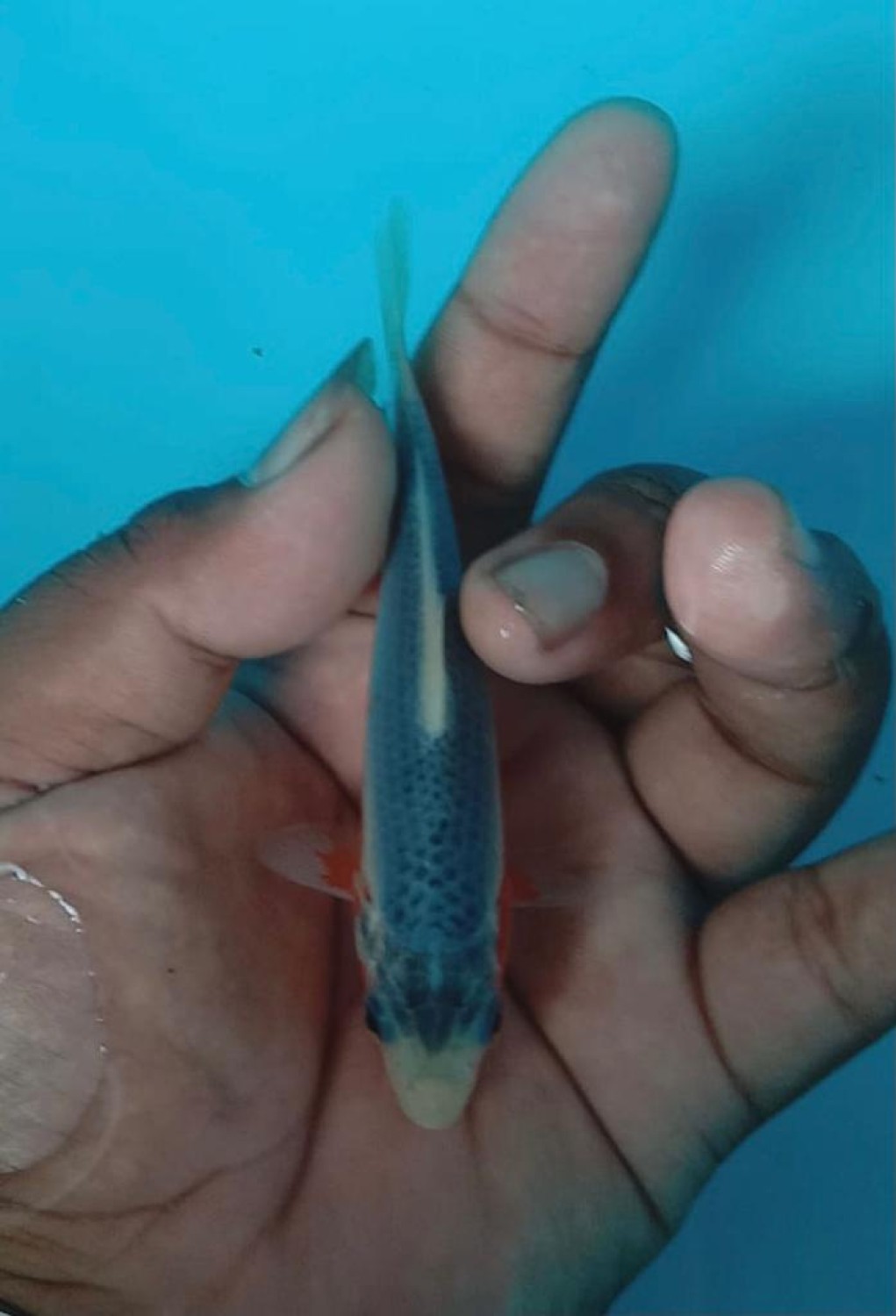Juara 3