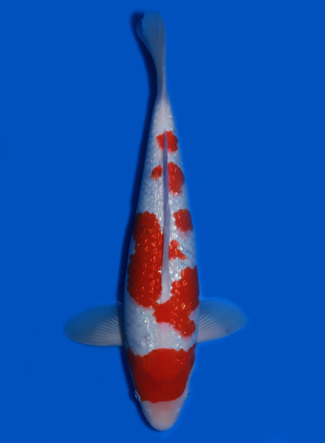 Juara 1