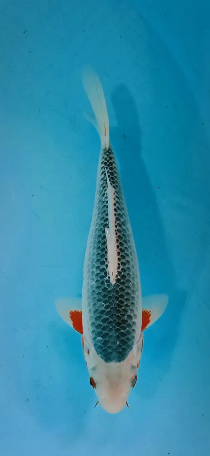 Juara 4