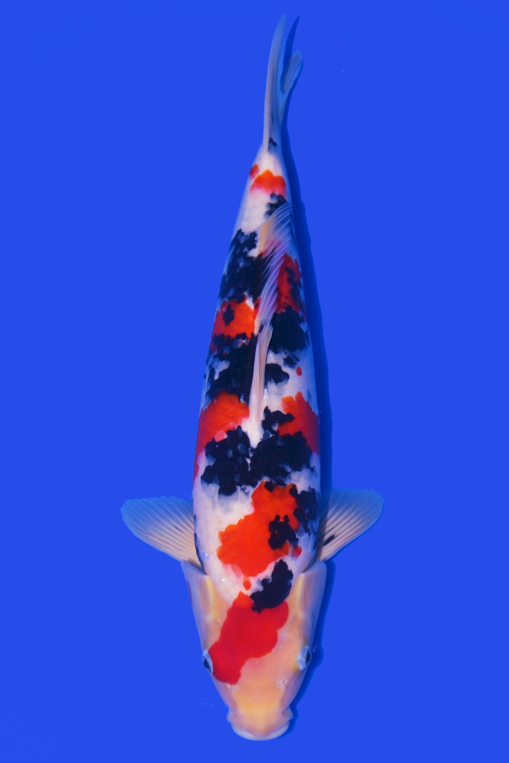Juara 5