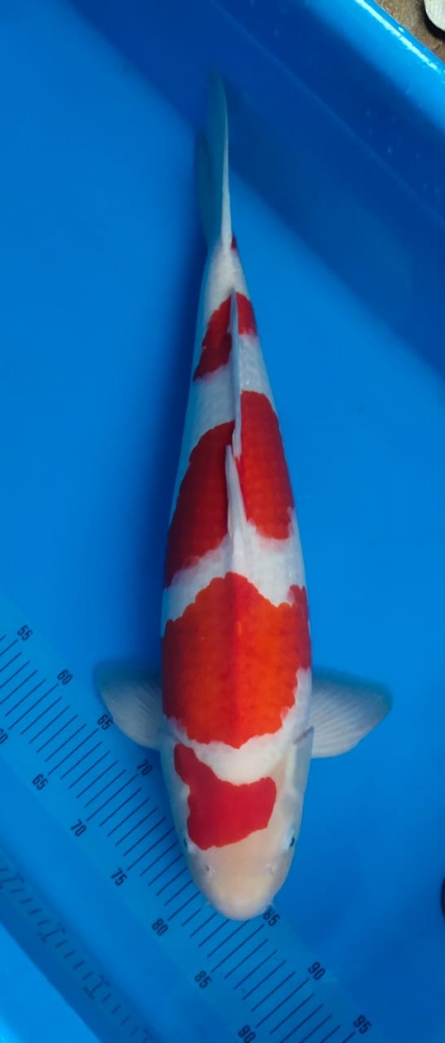 Juara 2